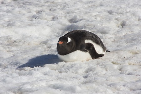 Gentoo Penguin, Antarcticaの写真素材