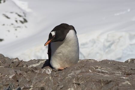 Gentoo Penguin, Antarcticaの写真素材