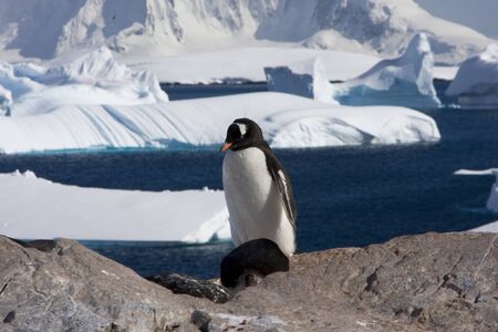 Gentoo Penguin, Antarcticaの写真素材