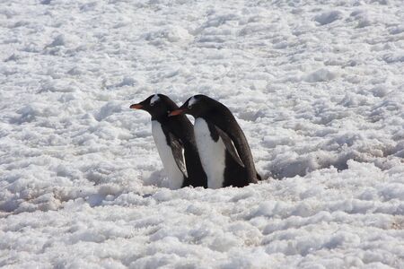 Gentoo Penguin, Antarcticaの写真素材