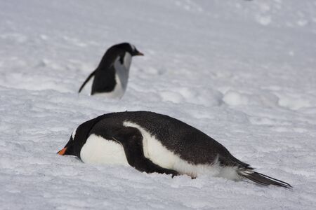 Gentoo Penguin, Antarcticaの写真素材