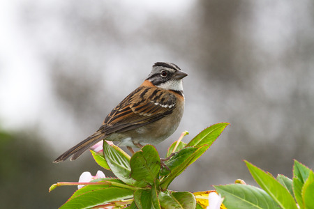 Sparrow, Colombiaの写真素材