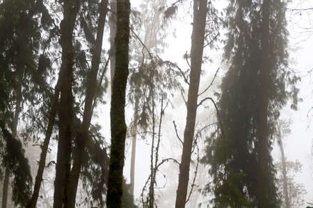 Rainforest in fog,の写真素材
