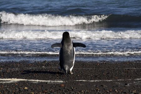 Gentoo Penguin, Antarcticaの写真素材