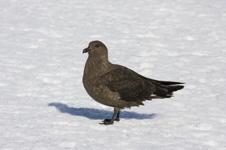 Skua, Antarcticaの写真素材