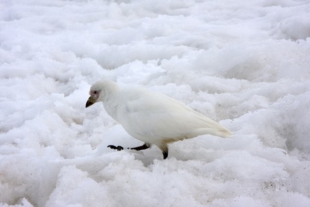 Petrel, Antarcticaの写真素材