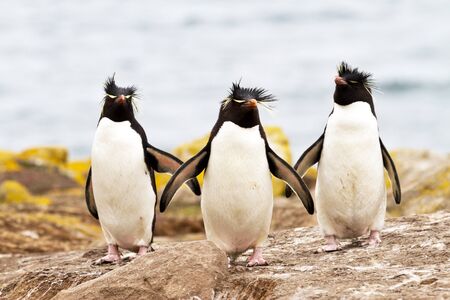 Rockhopper Penguins walking uphillの写真素材