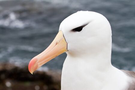Black-browed Albatross closeupの写真素材