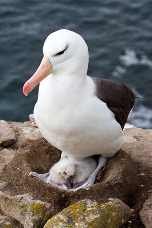 Black-browed Albatross and her chickの写真素材