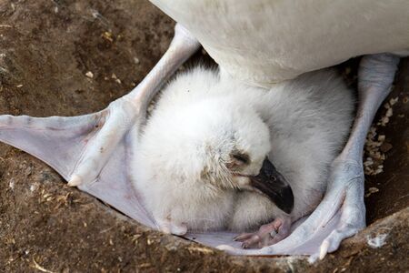 Black-browed Albatross and her chickの写真素材