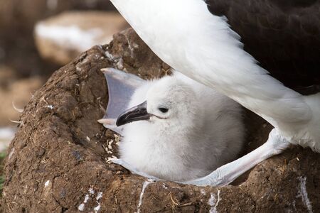 Black-browed Albatross and her chickの写真素材