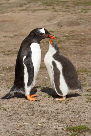 Gentoo penguin mother and her chickの写真素材