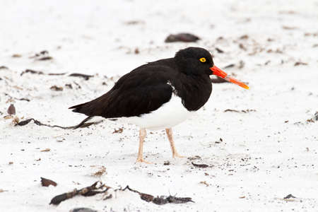 Oystercatcherの写真素材