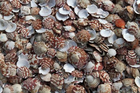 Plenty of Musselsの写真素材