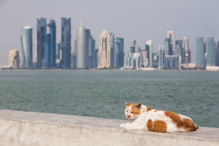 Doha Skyline with relaxing cat, Katarの写真素材
