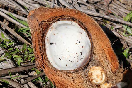 Coconutの写真素材