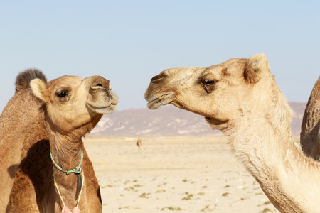 Two funny Camels in Omanの写真素材