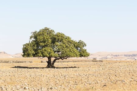 Desert in Oman with green treeの写真素材