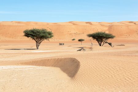 Desert in Oman with green treeの写真素材