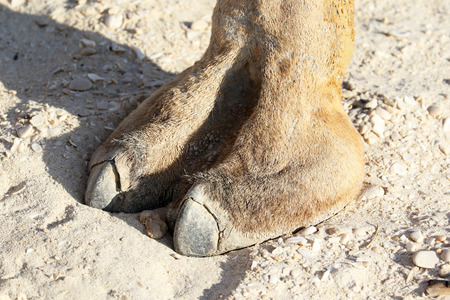 Foot of a Camel in Omanの写真素材