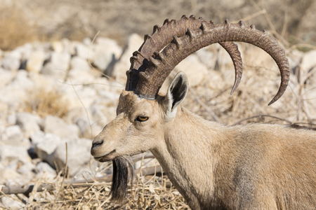 Nubian ibex, Ein Gedi at the Dead Sea, Israelの写真素材