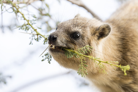 Cliff badger, Rock Hyrax, ein Gedi nature reserve, dead sea, Israel
