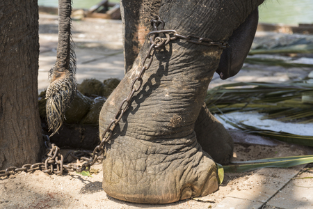 Chained elephant footの写真素材