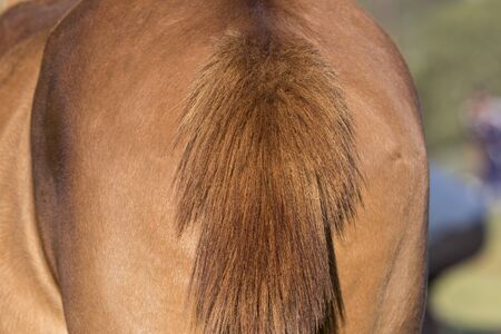Tail of a brown horse close upの写真素材