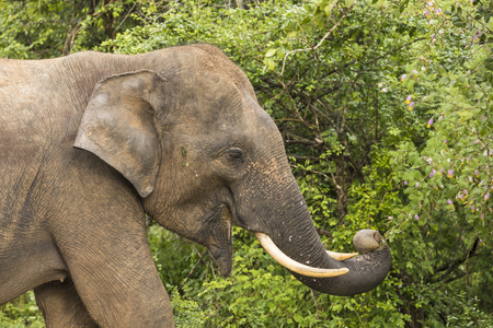 Wild elephant in Yala National Park, Sri Lankaの写真素材