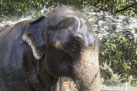 COLOMBO, SRI LANKA - February 10th, 2017: An elephant is cleaning by a mahout for the esala perahera festival, EDITORIALのeditorial素材