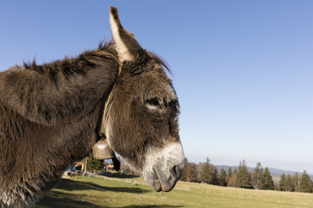 A gray-brown donkey carries a small Glock and stands on a pasture in Switzerland