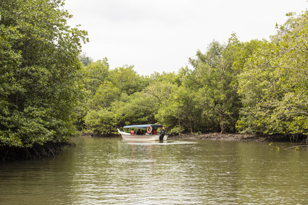 Langkawi, Malaysia, December 12 2017: River cruise showing the Mangrove tree in the green salt water in Kilim park Langkawi, Malaysiaのeditorial素材
