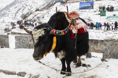 SIKKIM, INDIA, March 9 2017: Black Yak standing in front of Changu Lake, Lake Tsomgoのeditorial素材