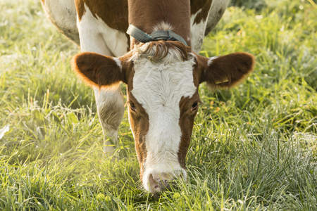 Red Holstein cow eats grass on a cold autumn morning in Switzerlandの写真素材
