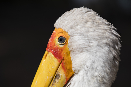 Close-up of the head of a yellow-billed Stork (Mycteria ibis)の写真素材