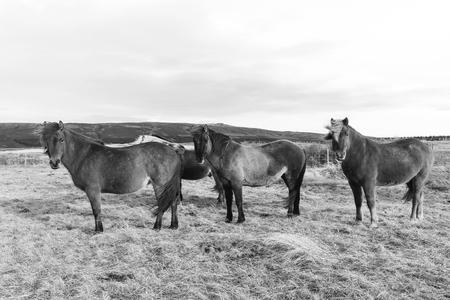 Group of Iceland Ponies in black and whiteの写真素材