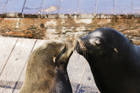 Two sea lion sniff each other. Sea Lions at San Francisco Pier 39 Fisherman's Wharf has become a major tourist attraction.の写真素材