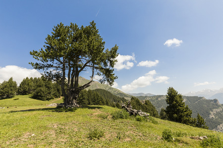 Landscape with pine on the Coll de la botella in the area Pal Arisal in Andorraの写真素材