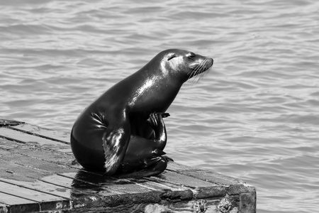 A sea lion is scratching its belly. Sea Lions at San Francisco Pier 39 Fisherman's Wharf has become a major tourist attraction.の写真素材