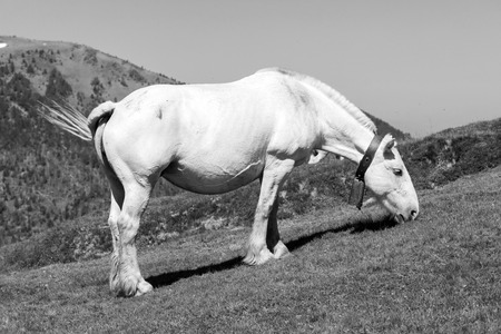 A white horse stands in a meadow in the Pyrenees of Andorra and eats grassの写真素材