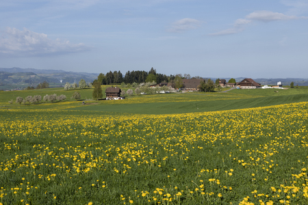 Farm in central Switzerland on a sunny spring day near Nottwil. In the foreground a meadow full of dandelionsの写真素材