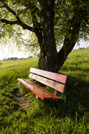 A red bench is standing on a meadow in Switzerland with a tree in the backgroundの写真素材