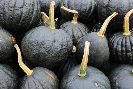 A collection of dark green pumpkins on an autumn market in Switzerlandの写真素材