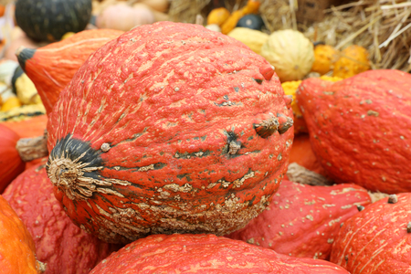 A collection of red pumpkins on an autumn market in Switzerlandの写真素材