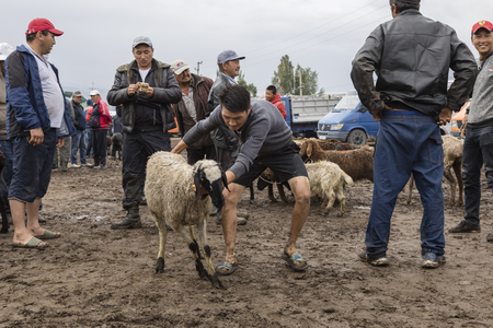 Karakol, Kyrgystan, August 13 2018: Weekly Sunday animal market in Karakol city near the eastern tip of Lake Issyk-Kul in Kyrgyzstan. He is one of the largest animal markets in Central Asia.のeditorial素材