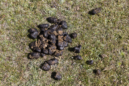 Closeup of horse manure