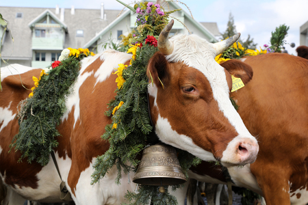 Sumiswald, Switzerland, September 14 2018: Close up of a cow after the Parade in the village Sumiswald in the canton of Bern of the autumnal ceremonial cattle drive from mountain pastures into valleysのeditorial素材