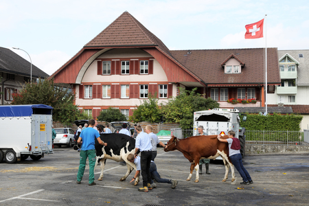 Sumiswald, Switzerland, September 14 2018: Loading the cattle after the Parade in the village Sumiswald in the canton of Bern of the autumnal ceremonial cattle drive from mountain pastures into valleysのeditorial素材