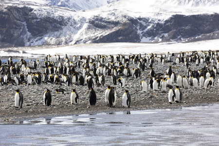 A colony of king penguins on Salisbury Plain on South Georgia in Antarcticaの写真素材