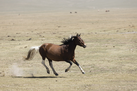 A horse gallops across the steppe at Song Kul Lake in Kyrgyzstanの写真素材